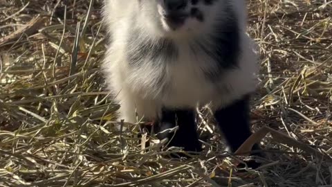 Cute Goat