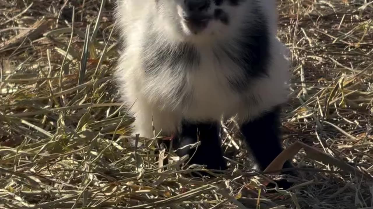 Cute Goat