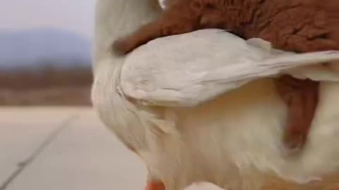 The little dog really knows how to have fun, riding a motorized big goose!