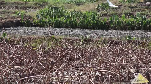 Use Fish from Lotus Root Fields and Sour Papaya to Make Hot and Sour Fish Unique