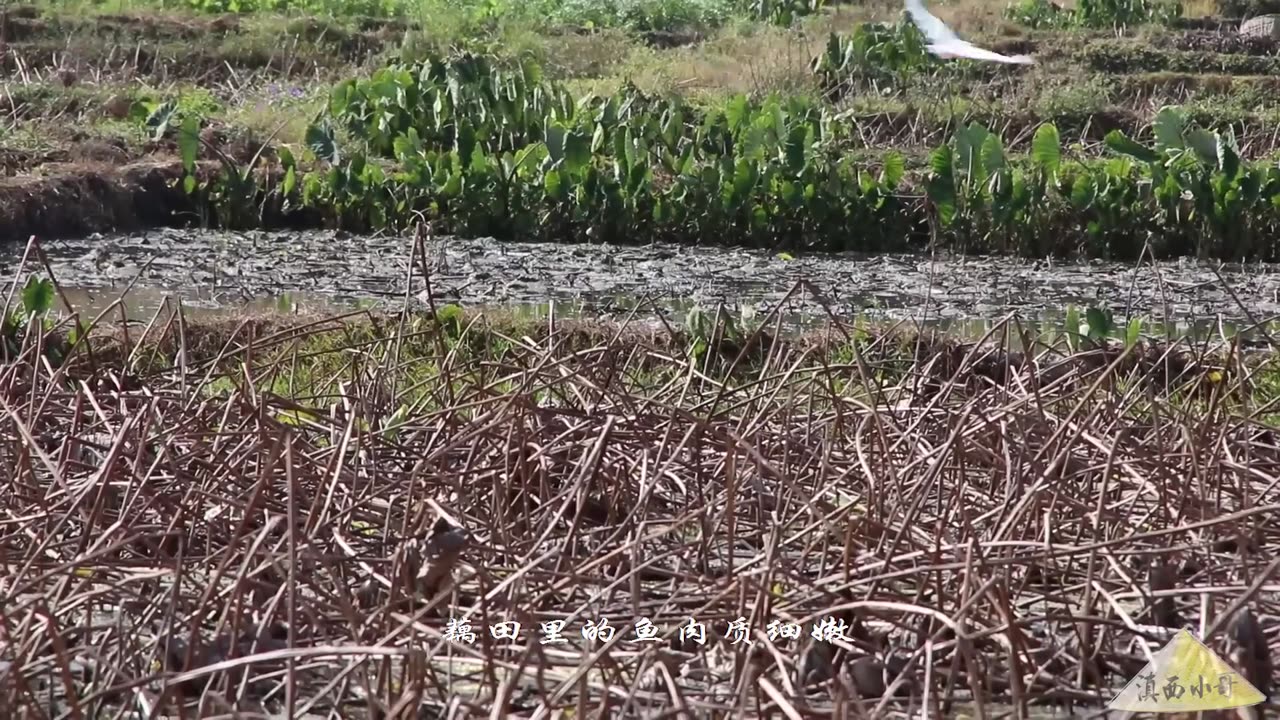 Use Fish from Lotus Root Fields and Sour Papaya to Make Hot and Sour Fish Unique