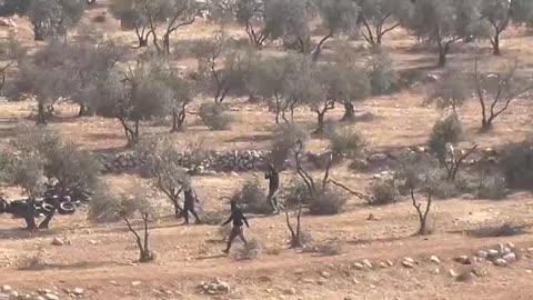 Watch Israeli settlers backed by the IOF violently destroy Palestinian olive trees