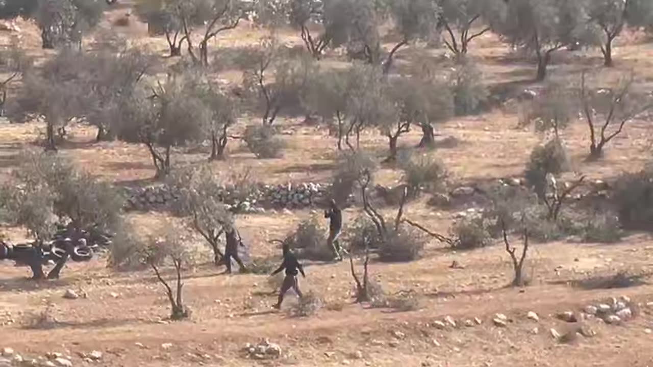 Watch Israeli settlers backed by the IOF violently destroy Palestinian olive trees