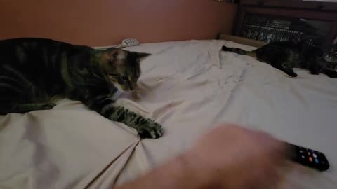 Brother Cat And Sister Cat (December 26, 2024)