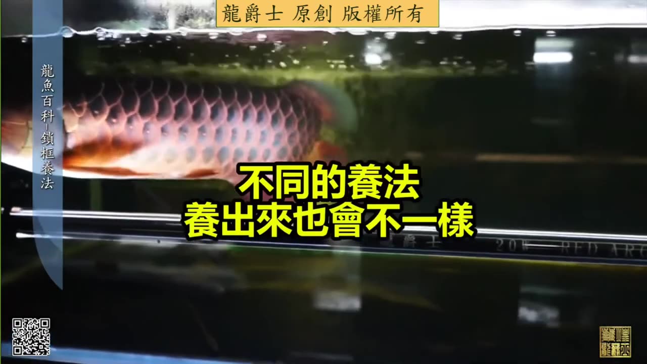 【龍爵士】龍魚百科 鎖框養法