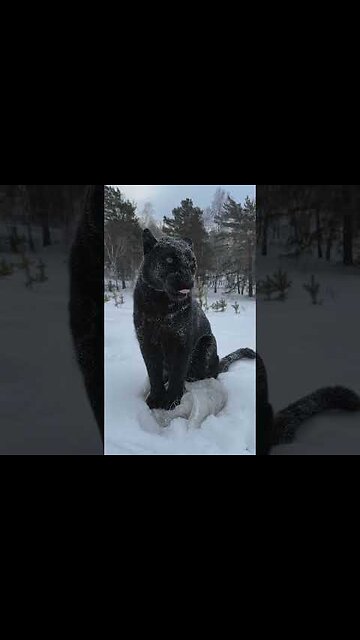 Merry Christmas dear friends 🎄❤️