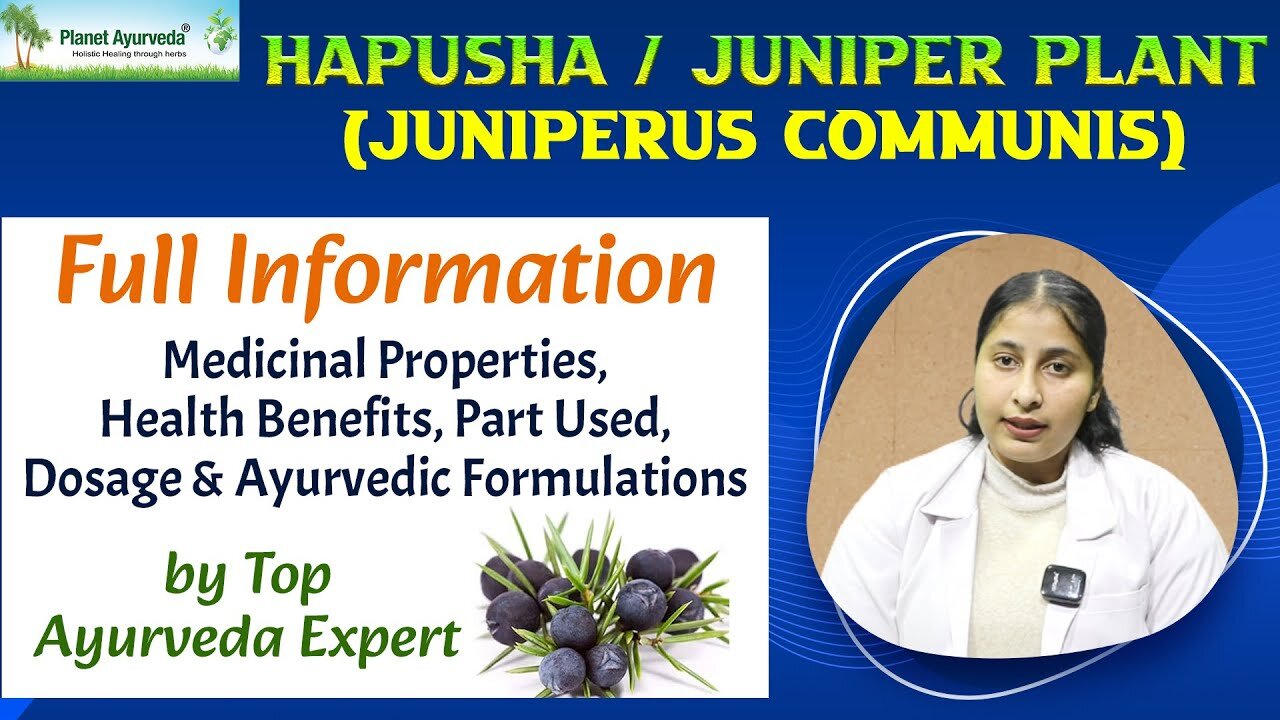 Hapusha (Juniperus communis)- Medicinal Properties, Health Benefits