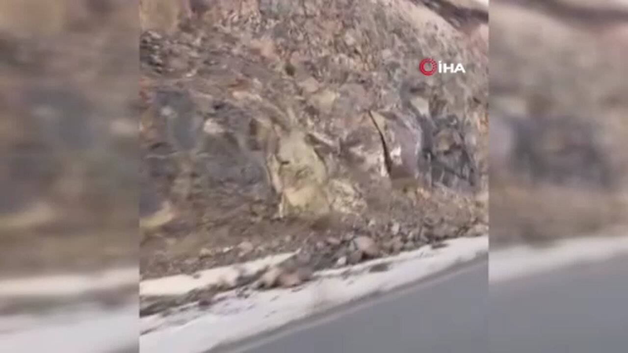 Kars'ta ormanların hayaleti vaşak kameraya yansıdı