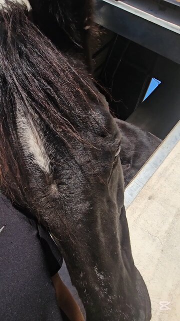 Horses Check Me Out 말이 나를 조사한다 #제주도 #제주 #jeju