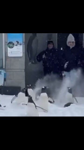 Penguins at the Pittsburgh Zoo play in the snow thanks to snow storm.