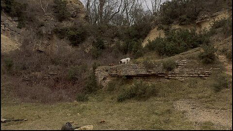 29/12/25 trail run with molly and willow