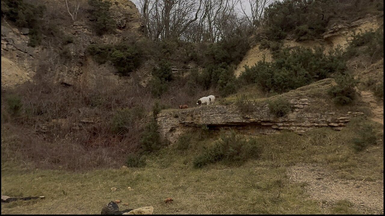 29/12/25 trail run with molly and willow