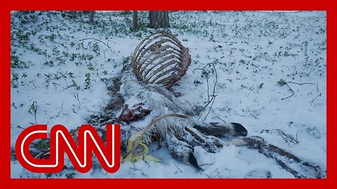 Why Finland’s reindeer are dying by the thousands