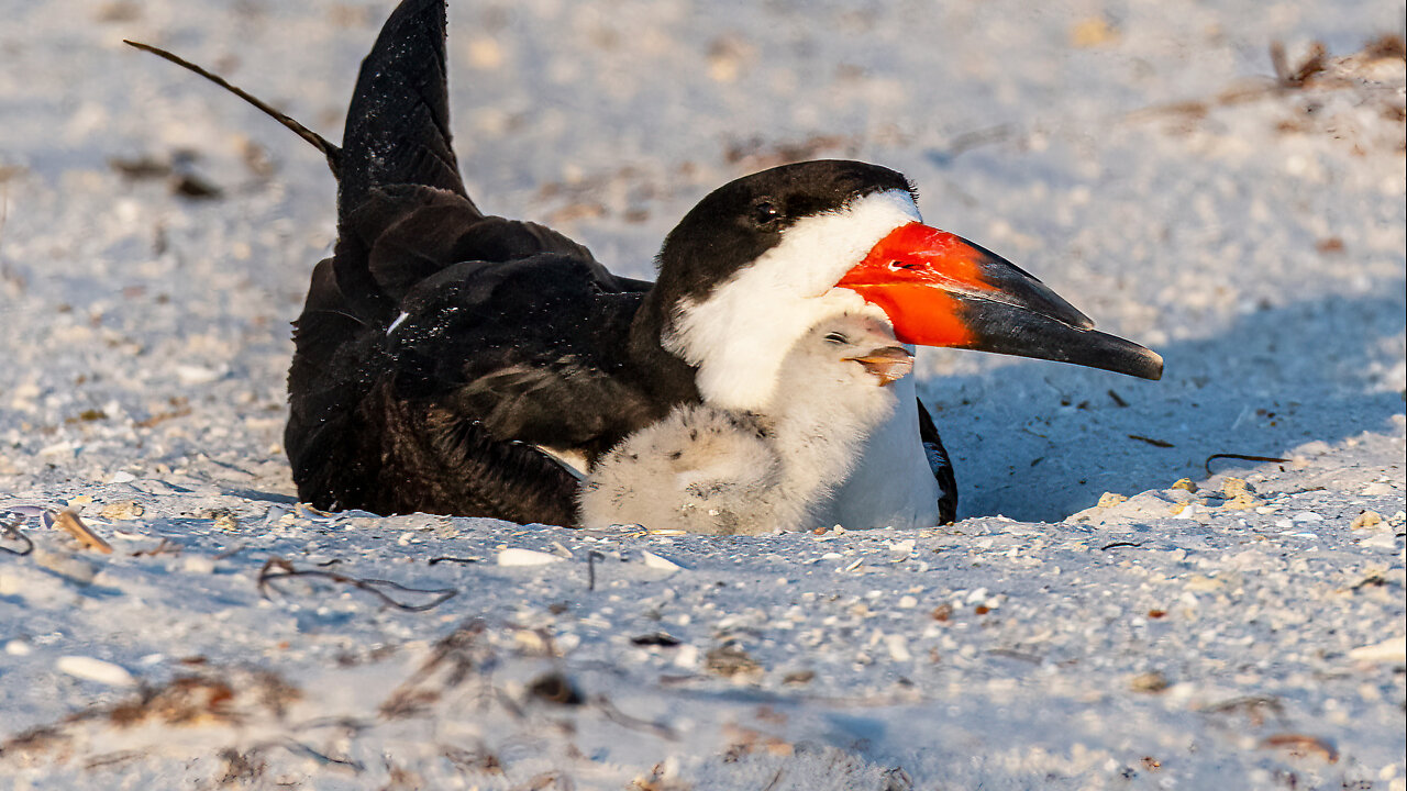 Life On the Beach