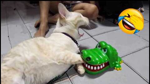 Funniest Cats & Dogs Moments😼🐶｜｜ You Laugh You Lose😜