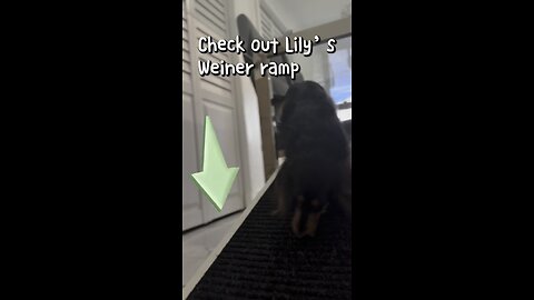 How to help avoid IVDD in Weiner dogs