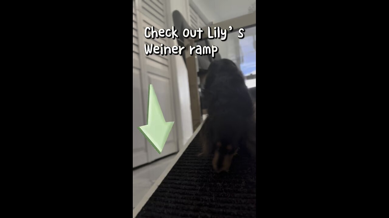 How to help avoid IVDD in Weiner dogs