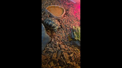 East hermann tortoise