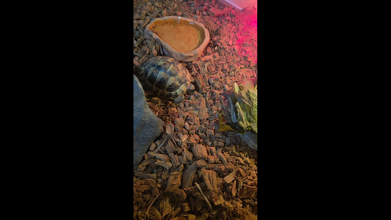 East hermann tortoise