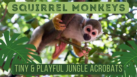 Squirrel Monkeys Nature’s Acrobatic Comedians