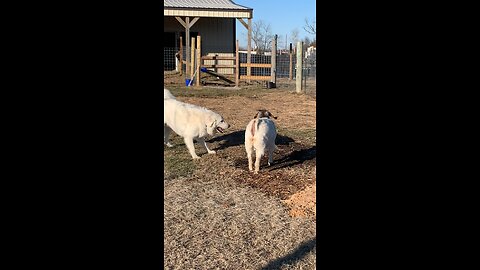 Ella wants to play and Bella is wanting to forge.