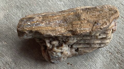 The original forest on flat earth part 17, 3 of 3