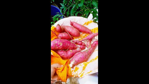 harvesting organic sweet potato🇧🇩🇺🇸