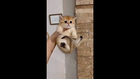 Little bad boy kitty