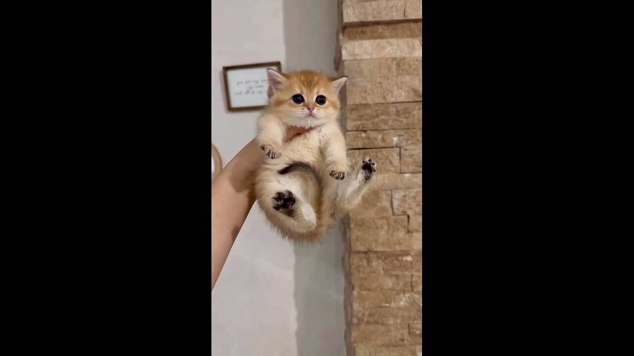 Little bad boy kitty