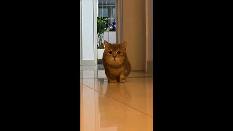 cat reaction sad english video