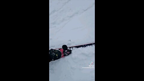 strange animal in the snow