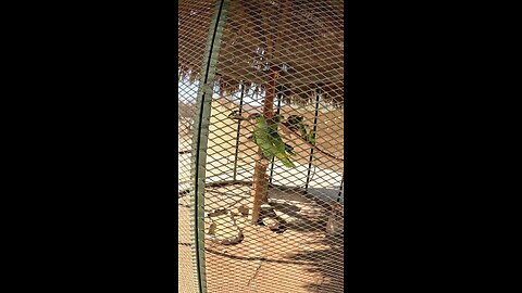 Talking Parrot in a Zoo in Hermosillo Sonora Mexico