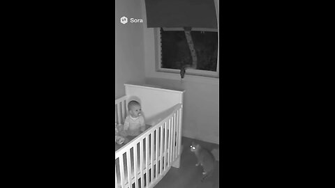 Adorable Baby Laughs with Playful Cat 🐱👶 | Cutest Duo Ever!"