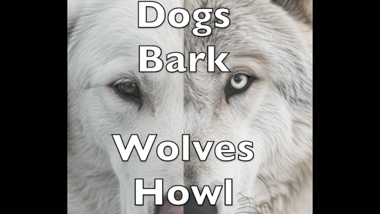 Dogs Bark Wolves Howl