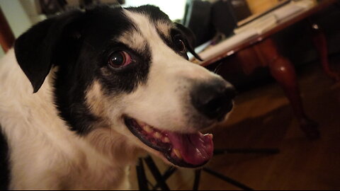 DOG TRIES TO EAT LASER LIGHT!!