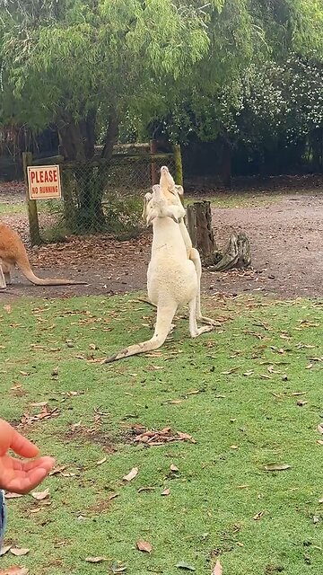 Albino kangaroos in Australia