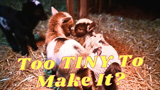 The TINIEST Goat! Too TINY To SURVIVE?