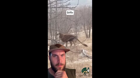 Breaking news, a griffin caught on camera