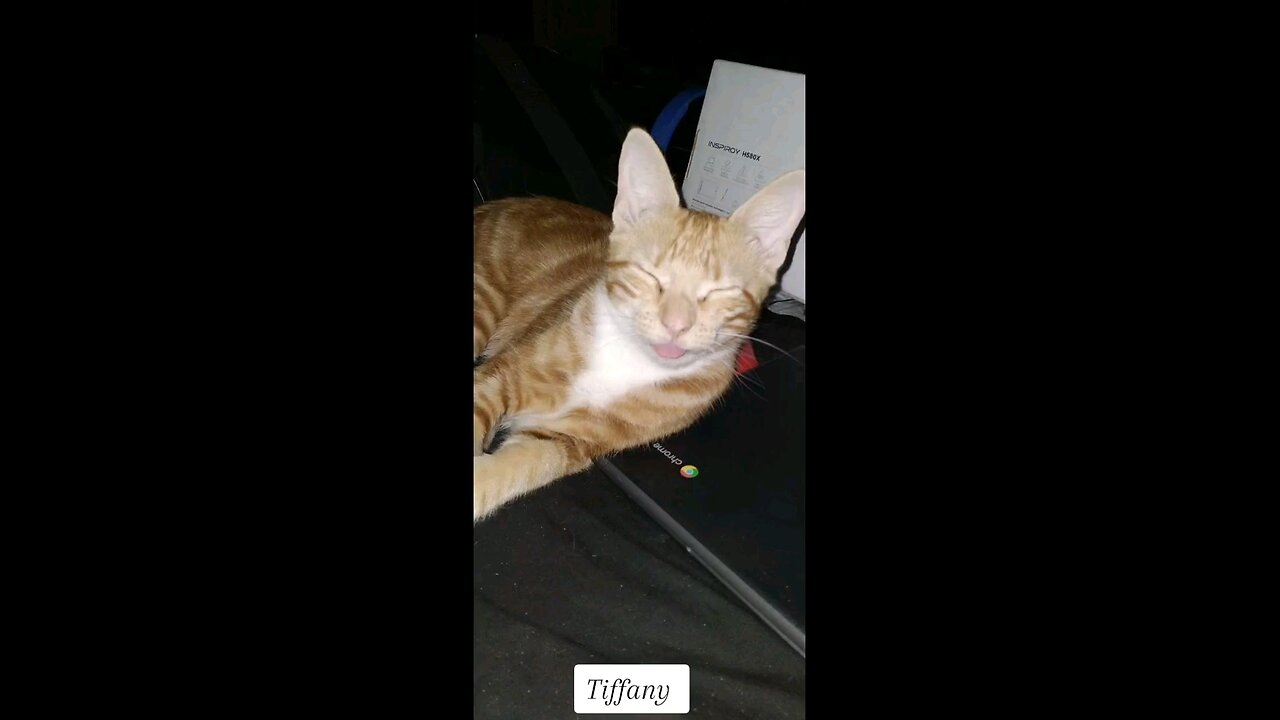Cute Cat making funny faces. Lol.