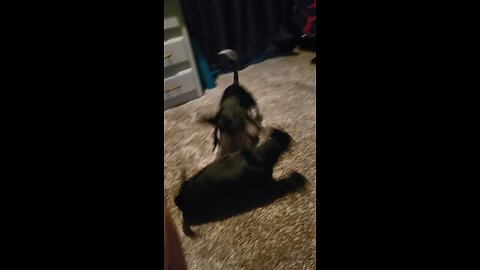 My chihuahua was getting jumped