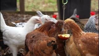 Chicken treats on a dangling chain (peanut suet and apple).