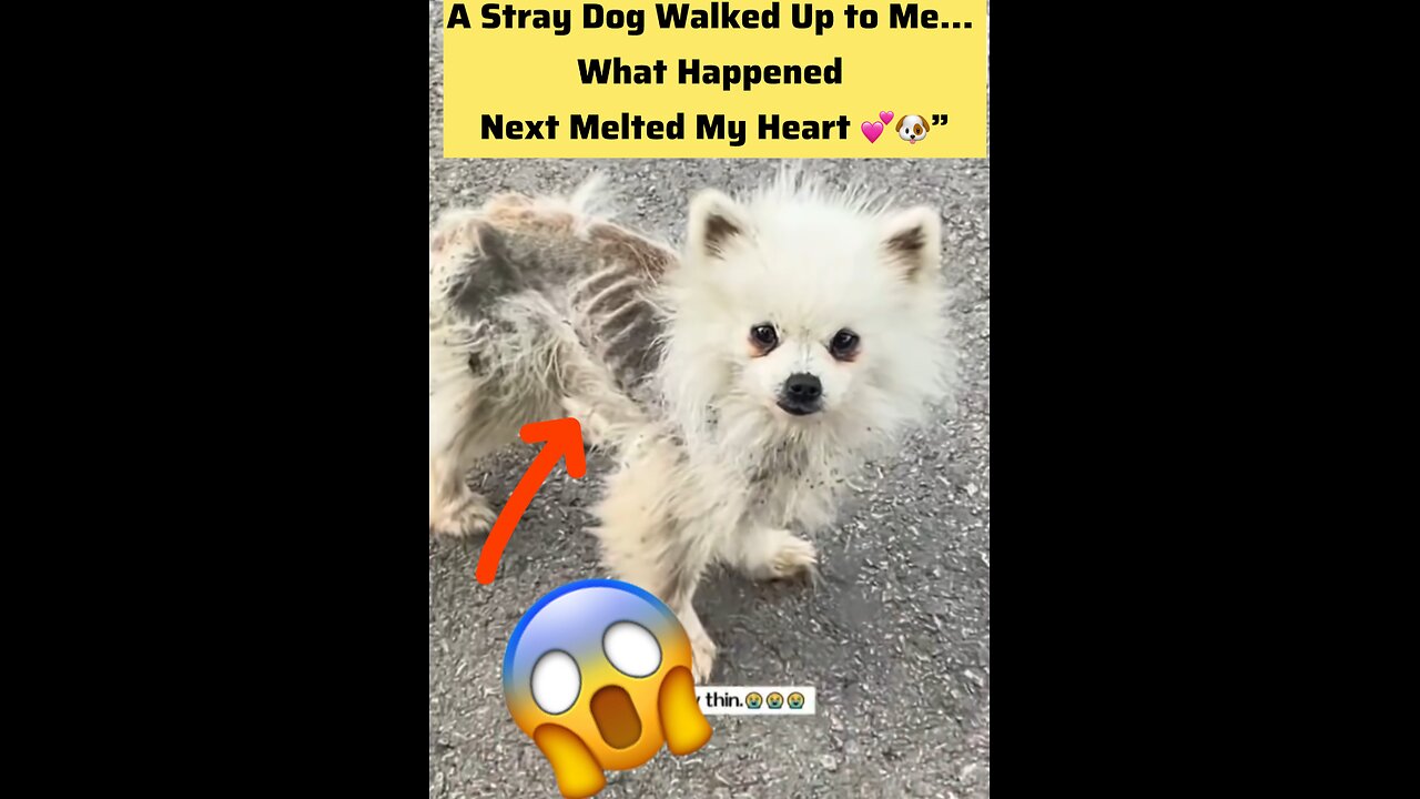 A stray dog walked up to me .. 🥺