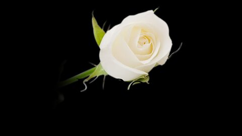 Reaccionando a la Rosa de guadalupe - las princesas no deben callar - parte 1