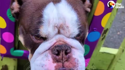 Bulldog Greets Her Neighbors Through Her Special Fence