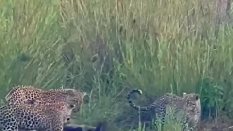 Leopard vs Honey Badger: Wild Showdown 🐆🦡