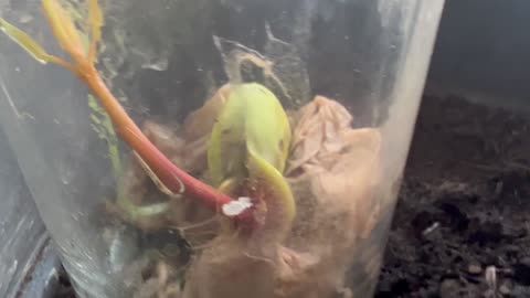 #Mangogrowth