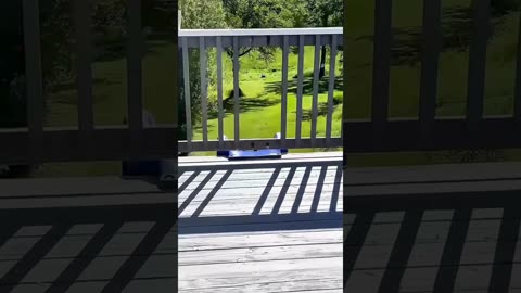 A selection of funny moments with animal #13