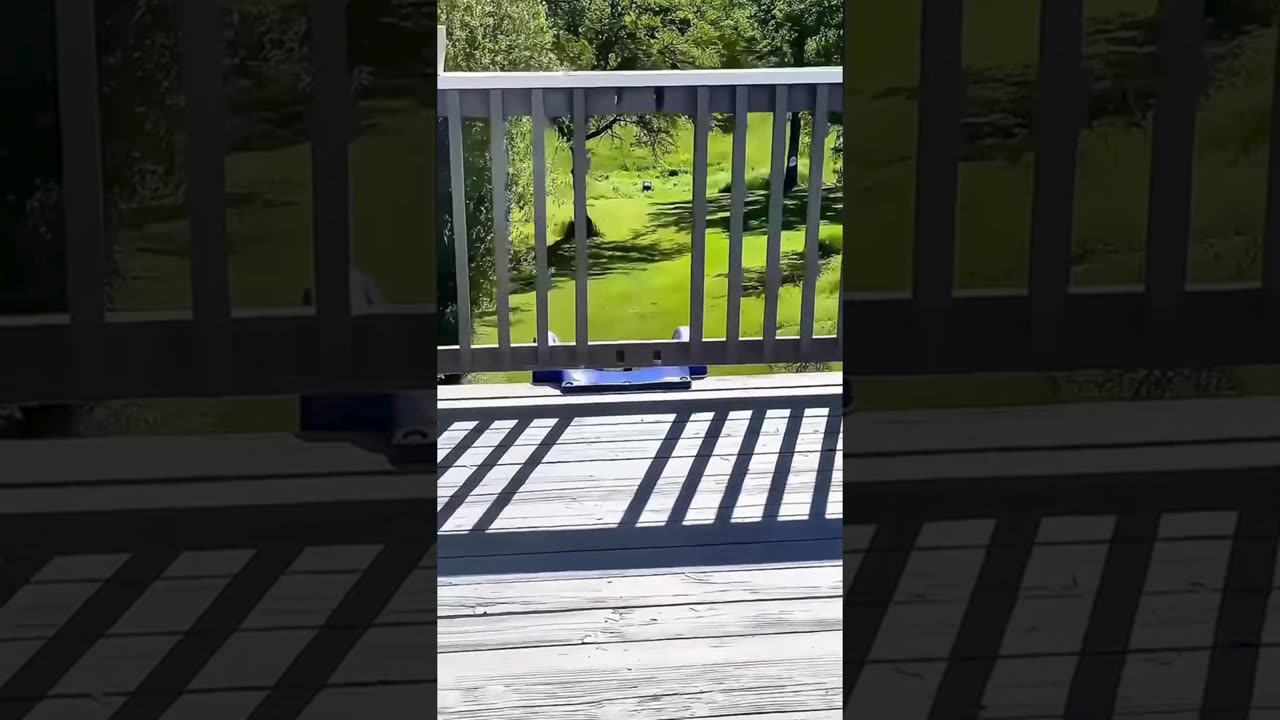 A selection of funny moments with animal #13