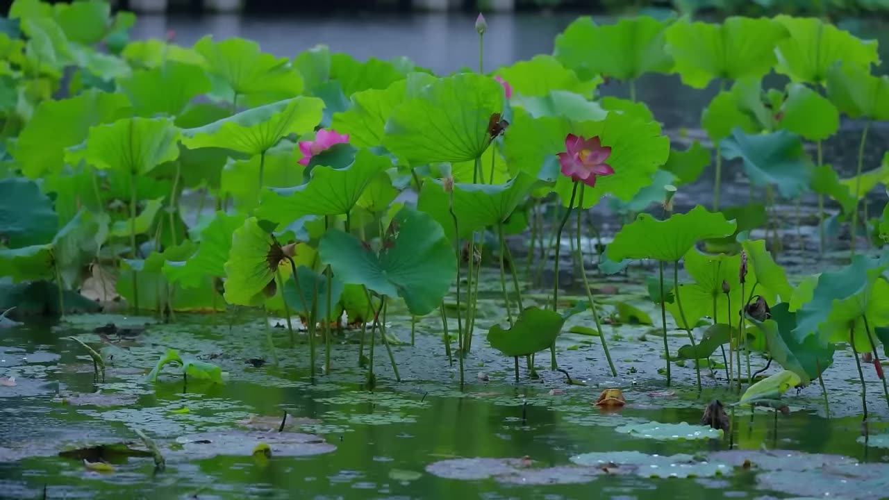 The beautiful little lake is raining