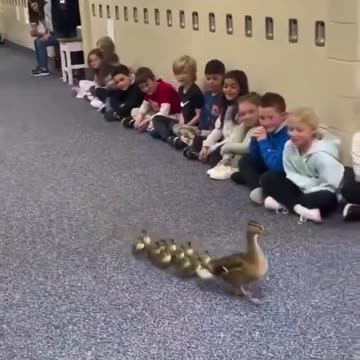 Mother duck and her ducklings use school hallway